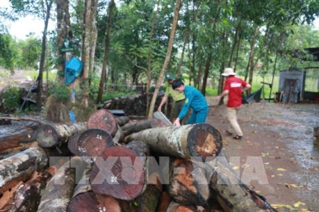 Thường trực Tỉnh ủy Bình Phước yêu cầu làm rõ vụ phá rừng ở tiểu khu 363