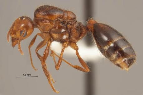 Hàn Quốc phát hiện hàng nghìn con “kiến sát nhân" tại cảng Incheon