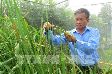 Nông dân Đồng Tháp với đam mê sáng tạo lúa giống đặc sản