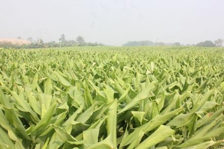 Cấp chứng nhận bảo hộ nhãn hiệu "Nghệ Chí Tân - Khoái Châu".