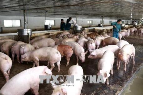 Cung cấp thông tin về giải pháp ngăn chặn dịch tả lợn châu Phi