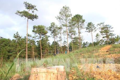 Khởi tố vụ án 2 doanh nghiệp phá rừng trong dự án được giao ở Lâm Đồng