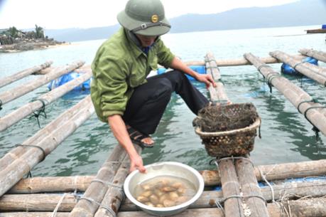 Xuất hiện hiện tượng ngao nuôi chết hàng loạt ở Quảng Ninh