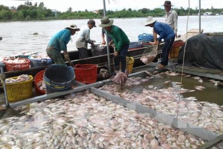 Trên 160 tấn cá bè ở Tiền Giang bị chết bất thường