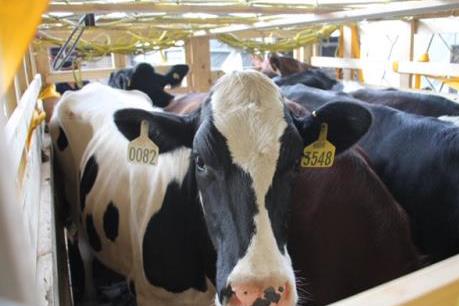 Vinamilk tiếp tục nhập hơn 200 "cô" bò sữa hữu cơ về Việt Nam