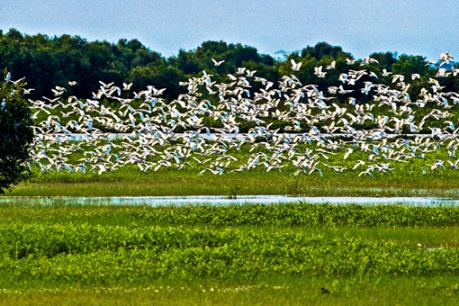 Ramsar Tràm Chim - "Đồng Tháp Mười thu nhỏ" vào mùa nước nổi