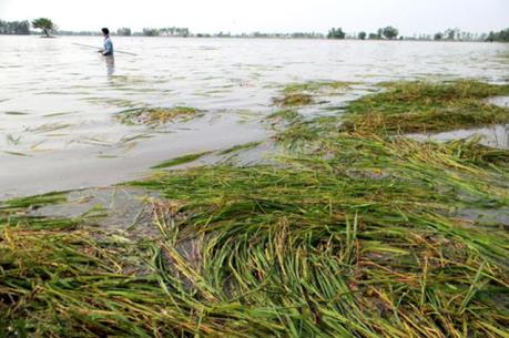 Hơn 2.000 ha lúa ở Đồng bằng sông Cửu Long bị ngập lũ