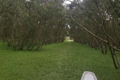 An Giang mùa nước nổi níu chân du khách