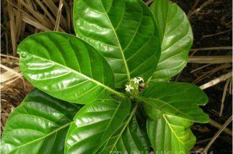 Người dân ồ ạt hái lá nhàu bán cho thương lái với giá cao