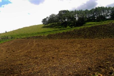 Lâm Đồng rà soát lại các tổ chức thuê đất