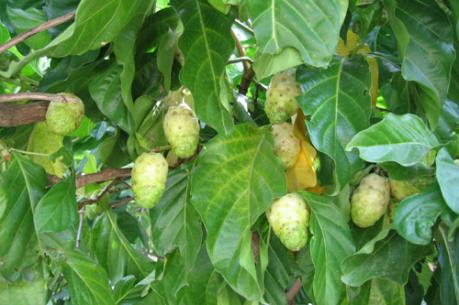 Đánh giá lợi hại việc thương lái thu mua lá nhàu với giá cao