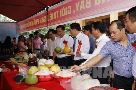 Gạo Bạch Hà của Yên Bái được cấp chứng nhận nhãn hiệu tập thể