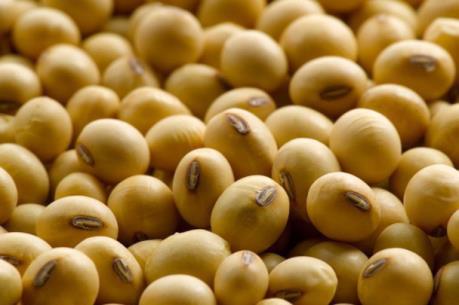 Khai mạc Diễn đàn Thương mại nông sản Mỹ - Trung