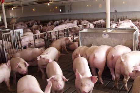 PSL điều chỉnh kế hoạch kinh doanh