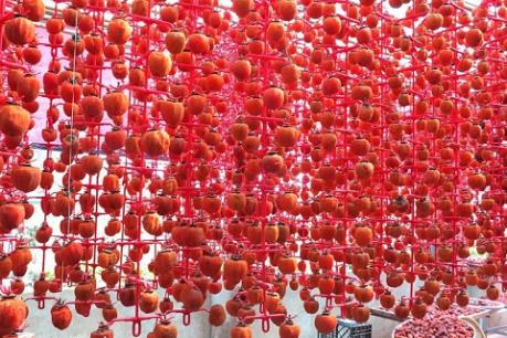 Áp dụng công nghệ Hàn Quốc vào sản phẩm hồng sấy dẻo Đà Lạt