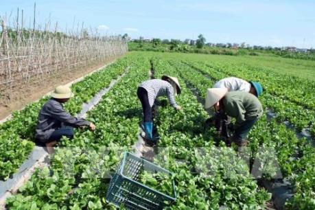 FLC sẽ bắt tay với các doanh nghiệp nông nghiệp hàng đầu Israel