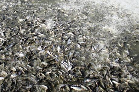 ASM đăng ký mua 27 triệu cổ phiếu IDI