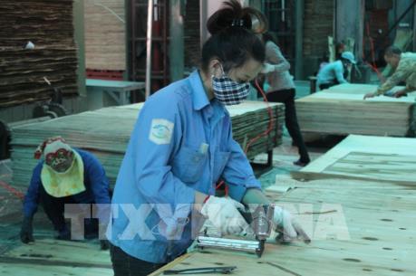 Tìm giải pháp phát triển bền vững ngành công nghiệp chế biến gỗ