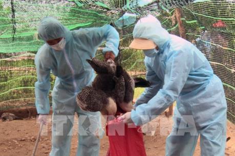 Bộ trưởng Nguyễn Xuân Cường: Cố gắng cao nhất không để dịch bệnh H5N1 xảy ra trên gia cầm