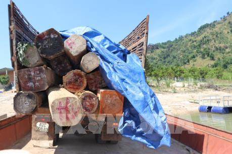 Chở gỗ lậu, nhiều đối tượng liều lĩnh tấn công kiểm lâm