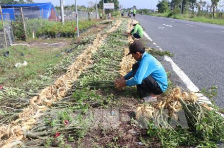 Đưa cây sứ Sa Đéc ra thị trường nước ngoài