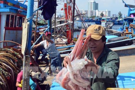 Quảng Ngãi tăng cường kiểm soát việc tuân thủ pháp luật về khai thác thủy sản