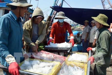 Đà Nẵng thí điểm đấu giá hải sản, chủ tàu chưa sẵn sàng