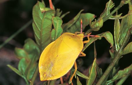 Nam Phi mất nửa tỷ USD mỗi năm do côn trùng ngoại lai