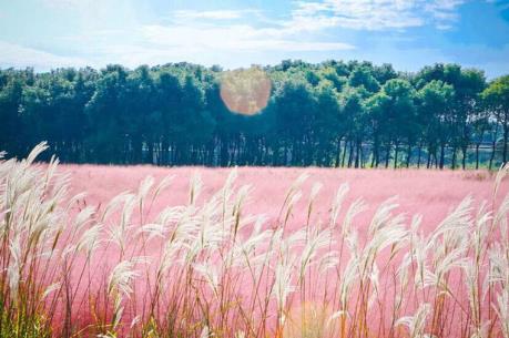 Mùa hội cỏ hồng Lâm Đồng sẽ diễn ra từ ngày 24/11