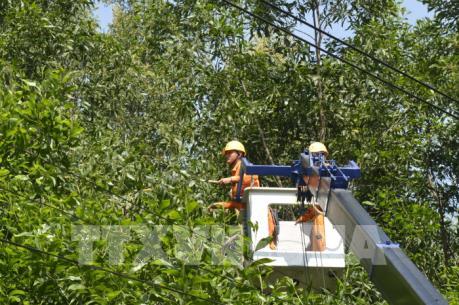Điện lực Bình Định đảm bảo an toàn hành lang lưới điện mùa mưa bão
