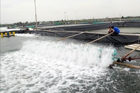 Nuôi tôm công nghiệp tập trung - hướng đi mới cho người dân ven biển
