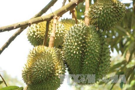 Tiền Giang gắn kết vùng chuyên canh với đầu ra cho nông sản