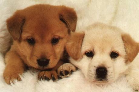 Khách sạn thú cưng lớn nhất thế giới hết phòng đến tháng 1/2019