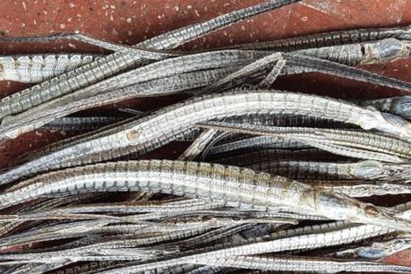 Cà Mau: Thương lái không tìm mua cá lìm kìm với giá cao