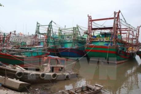 Đường điện cao thế “bịt” cảng cá lớn nhất Hải Phòng