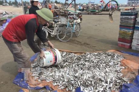 Ngư dân Quảng Bình được mùa ruốc và cá trích biển