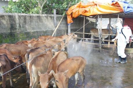 Công bố dịch lở mồm long móng tại Quảng Trị