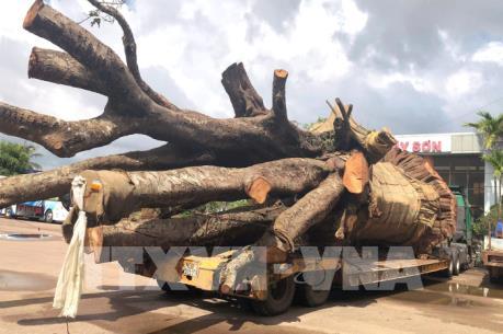 Xử phạt vụ xe đầu kéo chở cây "siêu khủng" trên Quốc lộ 19