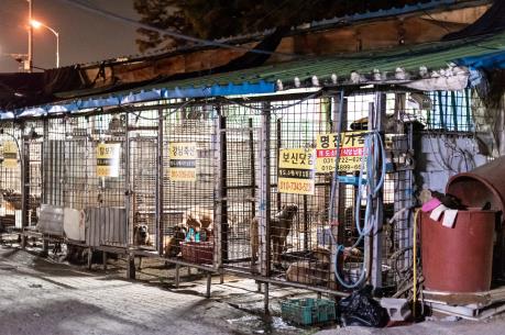 Phá bỏ cơ sở giết mổ chó lớn nhất Hàn Quốc