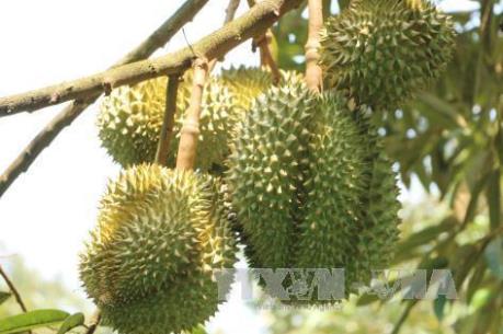 Malaysia tăng hơn hai lần giá trị xuất khẩu sầu riêng