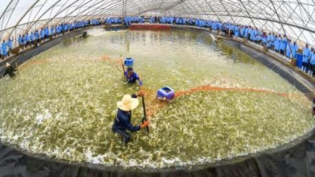 Cơ sở tôm giống đầu tiên của Việt Nam đạt chuẩn Thú y thế giới
