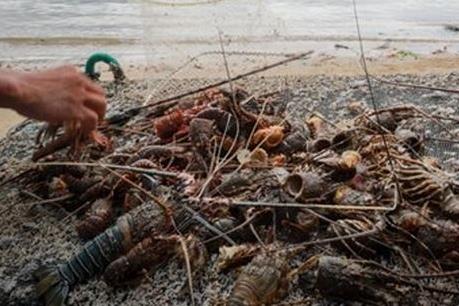 Bão số 9: Tôm hùm nuôi lồng bè chết hàng loạt do sốc nước lũ