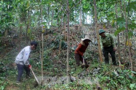 Nhiều chính sách đầu tư bảo vệ và phát triển rừng