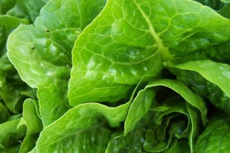 Rau diếp nhiễm khuẩn E.Coli có nguồn gốc từ California