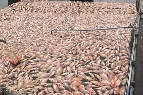 Cá diêu hồng nuôi trong lồng bè ở Quảng Nam bị chết ​hàng loạt