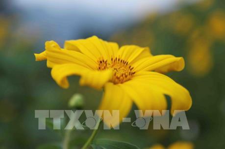 Hoa Dã quỳ nở rực trời Tây Bắc