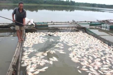 Bất thường cá chết hàng loạt ở hồ Cửa Nam-Nghệ An 