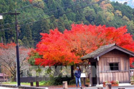 Nhật Bản đẹp "hút hồn" trong sắc thu