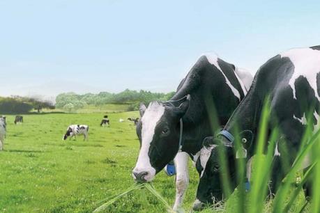 Vinamilk chốt quyền tạm ứng cổ tức 10%