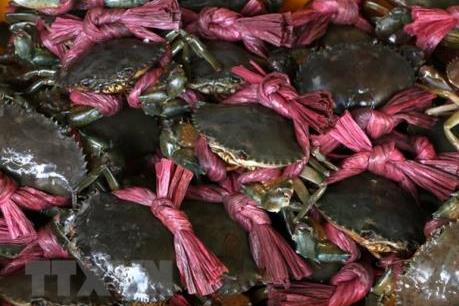 Giá cua biển tăng 20.000 – 30.000 đồng/kg